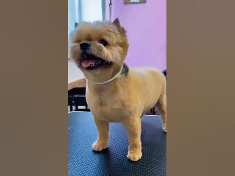 Гигиеническая стрижка на лето: до и после 🤩 #груминг_petspa #груминг # ...