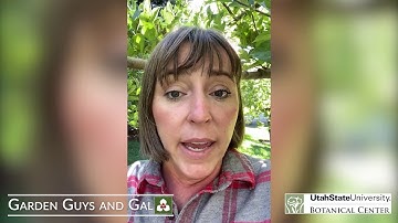 Apple and pear blistermite