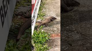 A Huge Monitor Lizard Crossing Vadakara Town. Uudumbu, Udumbu Animal, Udumbu Videos,