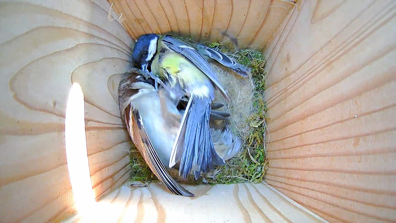 Zoé la Mésange Charbonnière défend son nouveau nid contre un intrus !