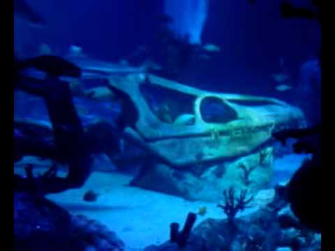Wideo: Akwarium Sea Life Arizona w Tempe AZ