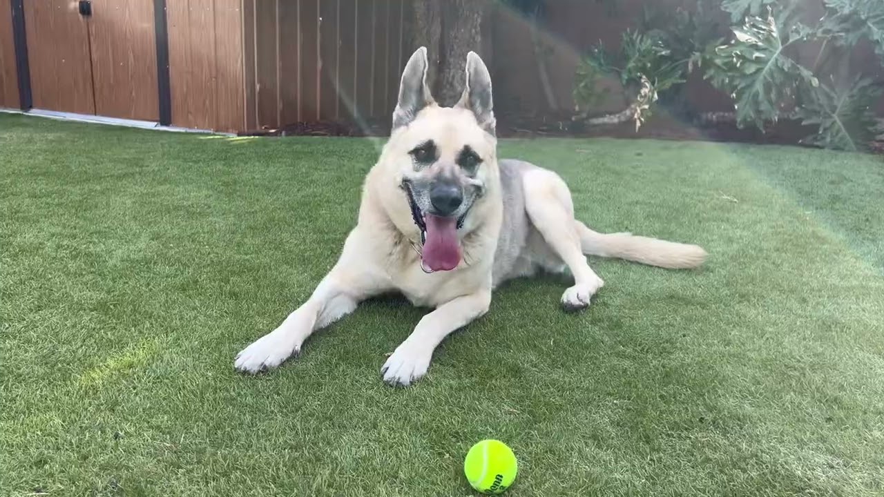 Beautiful German Shepherd in need of a home