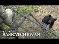 Saskatchewan Bear Hunt, Ali's First Animal With A Bow