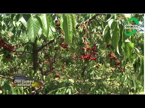 Video: Cireș Barbados