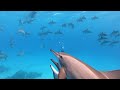 Freediving with dolphins  satayah reef