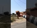 dog love . . #shortsfeed #viralvideo #trending #viral #dog