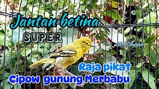 Suara Pikat burung sirtu,cipoh susah turun di alam liar #sirtugacor#cipohgacor  @srfchannel3881