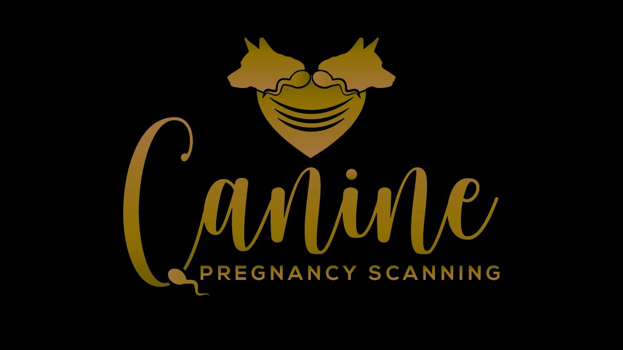 CANINE PREGNANCY SCANNING WEST MIDLANDS French Bulldog 7 Weeks canine-pregnancy-scanning-west-midlands-french-bulldog-7-weeks