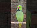 #mummy #sound #talkingparrot #shorts #trendingshorts #shortsfeed #youtubeshorts #viralvideo #animals