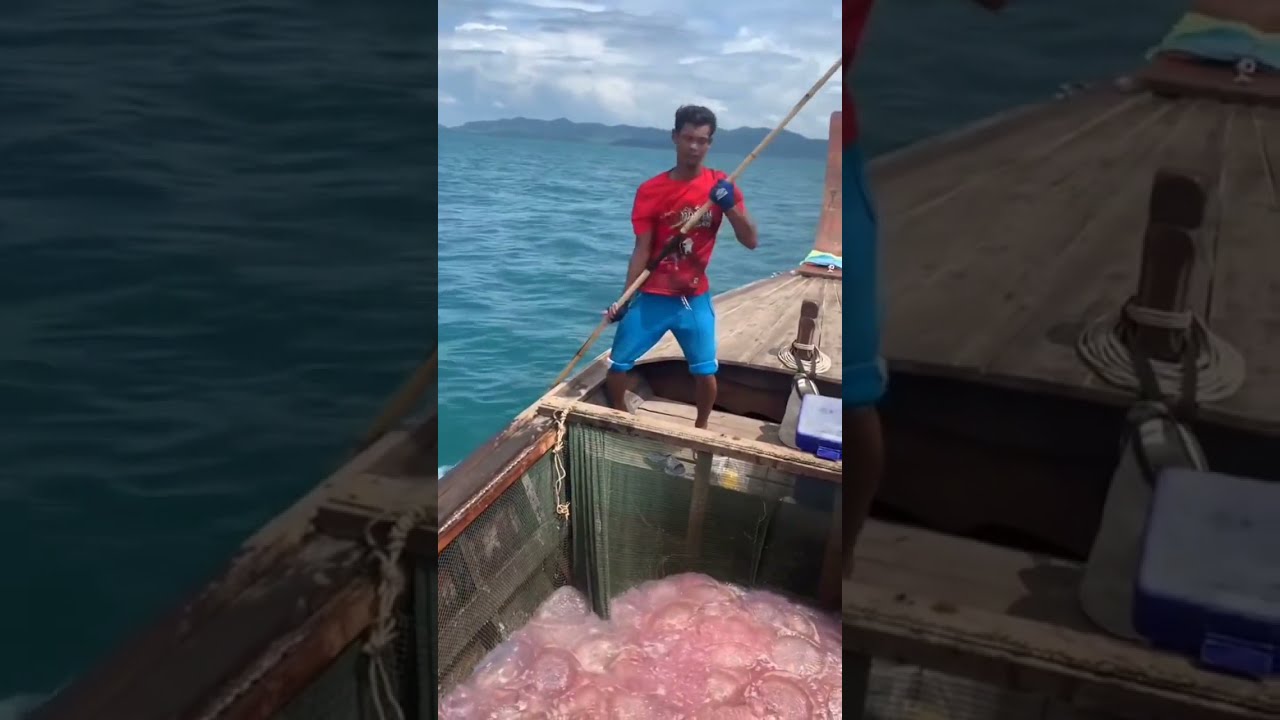 Cleaning The Beach From Invasive Jellyfish Thousands Of Jelly Fishes Watch Now 