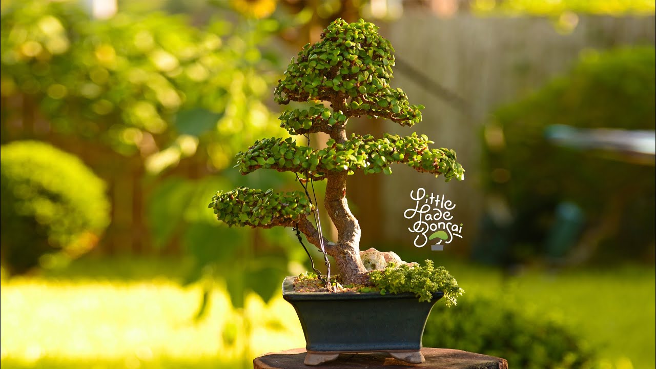 Trimming touches on an 8 year old (portulacaria afra) dwarf jade bonsai tree