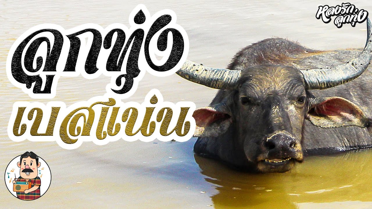 📻🔊ลูกทุ่งเบสแน่น