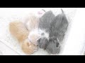 【かわいい猫動画】密になる子猫たちが可愛い