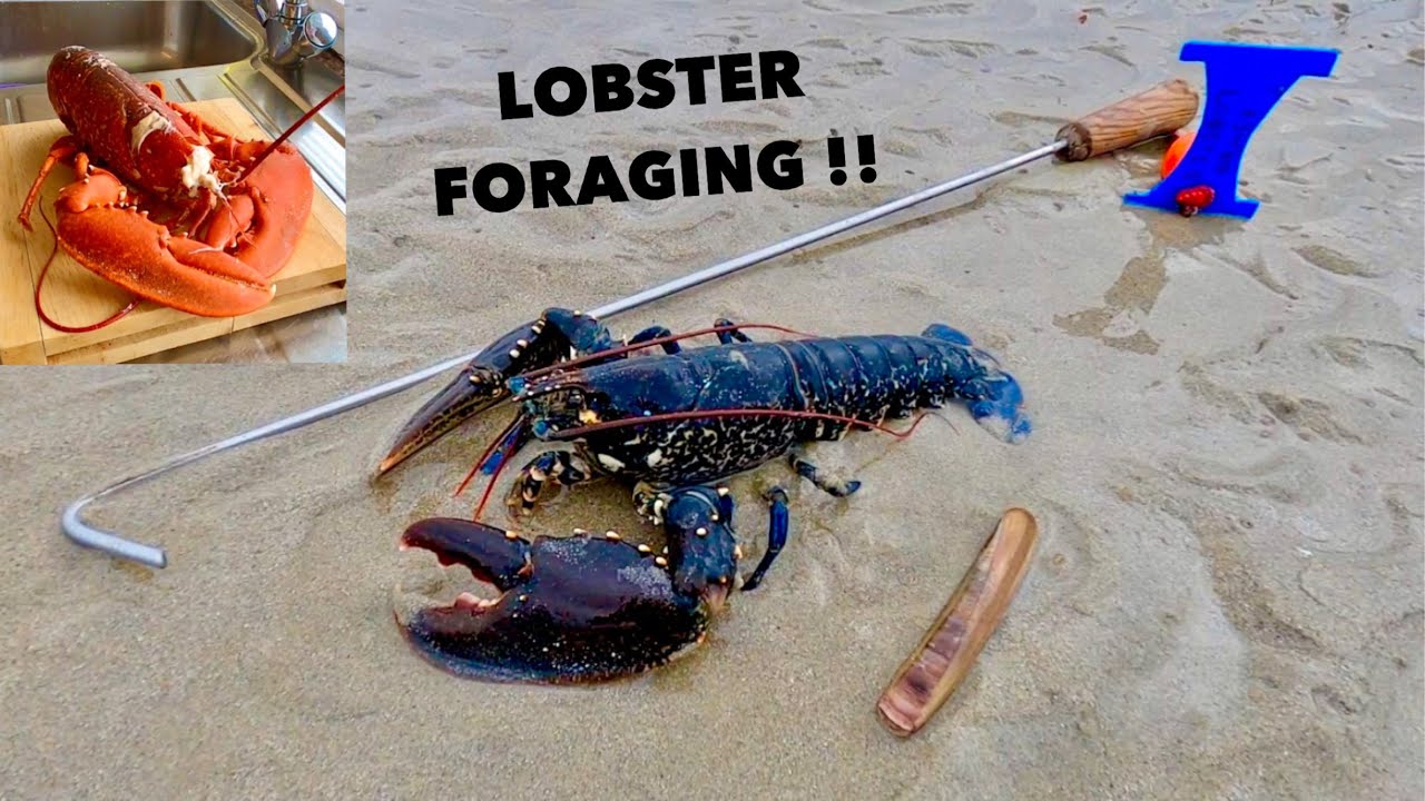 LOBSTER FORAGING Grilled Lobster with Garlic Butter & Spices