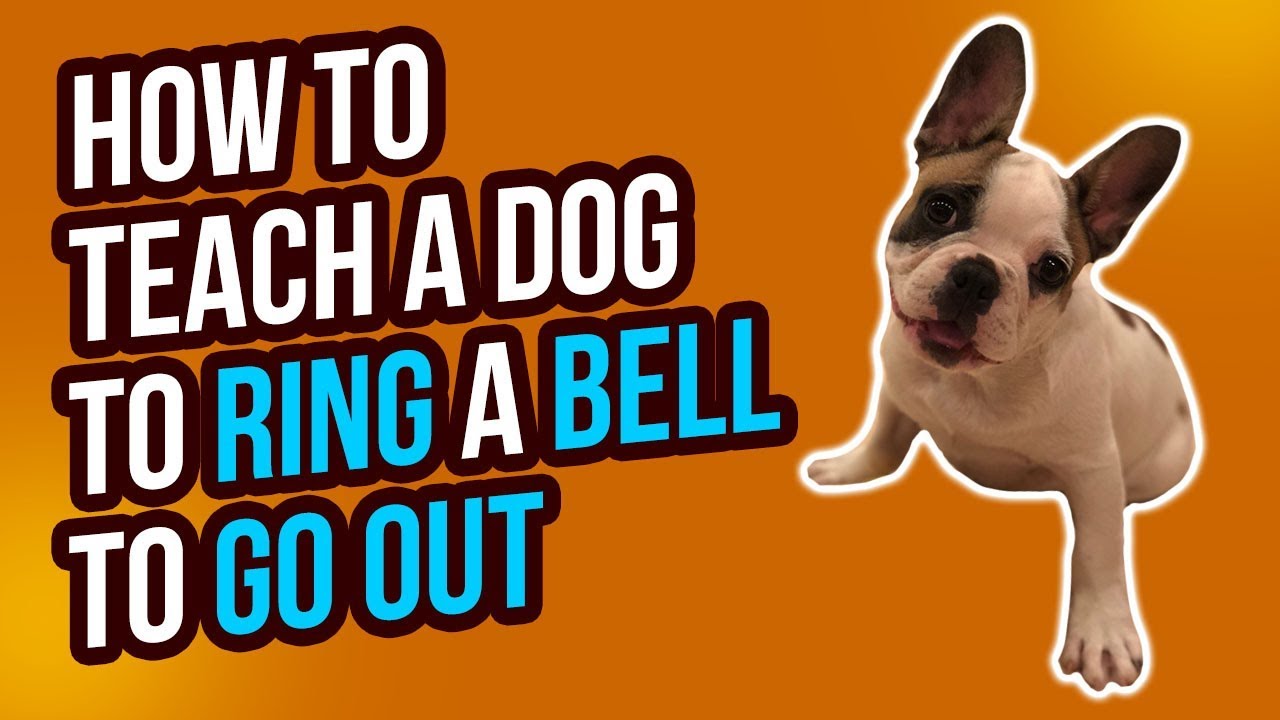 HOW TO TEACH A DOG TO RING A BELL TO GO 