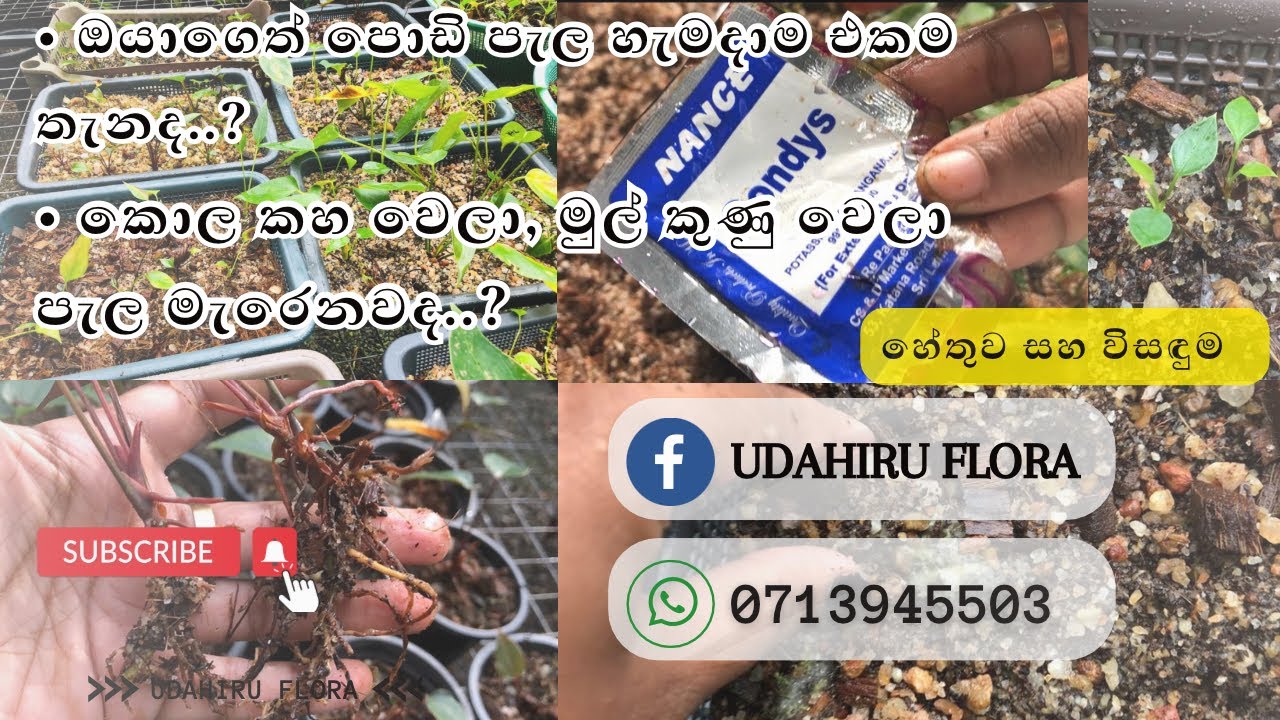 🦋බොහෝ දෙනෙක් වගාව ගැන අහන ගැටලු ගොඩකට විසදුම් පොදුවේ එකම වීඩියෝ එකෙන් | All In One | මග නොහැර බලන්න