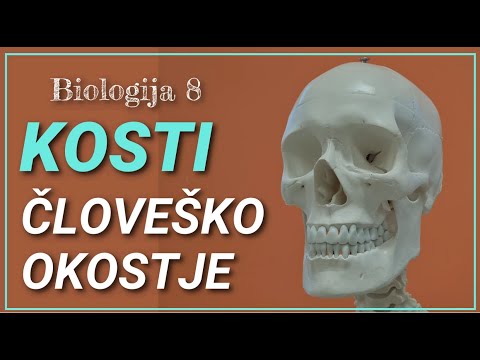 Kosti 1. ČLOVEŠKO OKOSTJE [BIO8]