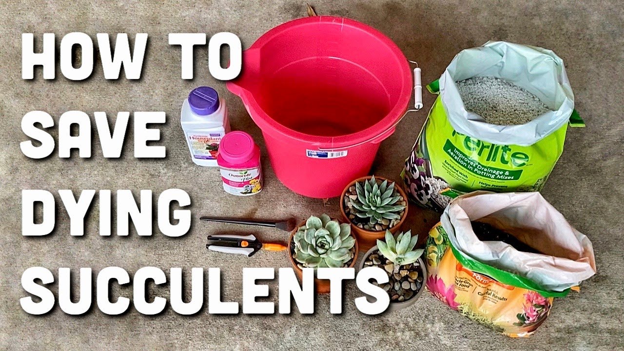 HOW TO SAVE DYING SUCCULENTS | Succulent Care | Don't Let It Die