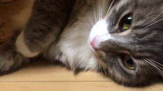 紙袋を布団にする猫 ノルウェージャンフォレストキャット Cat wear a paper bag. Norwegian Forest Cat.