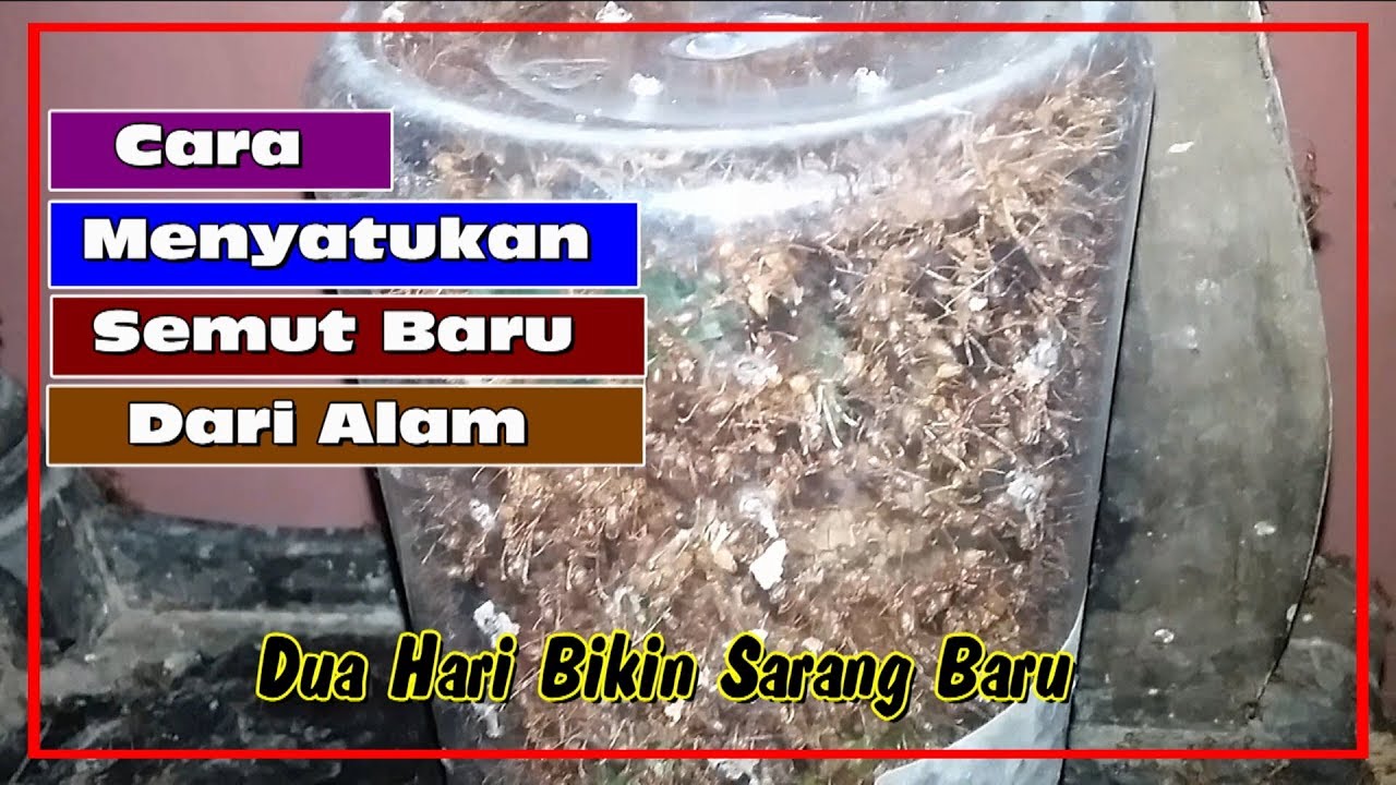 Menyatukan Semut Baru Dari Alam Youtube