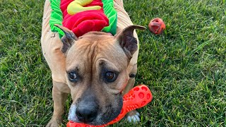 My dog was a hotdog for Halloween by Derek554 163 views 1 year ago 7 minutes, 13 seconds