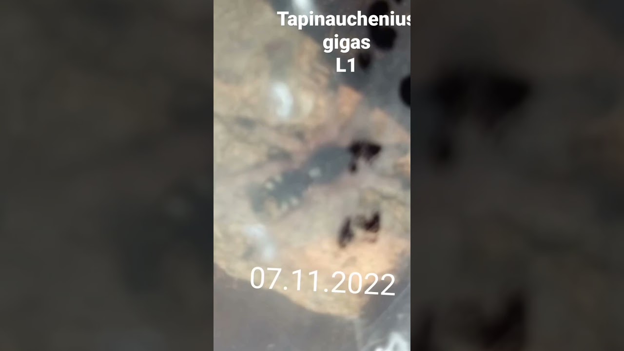 tapinauchenius gigas L1 24.10.22года выпуска не битый не крашенный