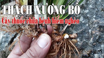 Thạch Xương Bồ Trị Câm, Điếc Liệt Nửa Người Bài thuốc quý