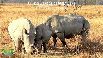 Wild and Wonderful Wildlife:  Saving the last of the rhinos on the planet