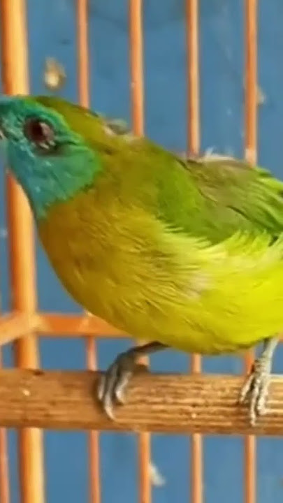 cucak kinoi betina gacor manjur buat pancingan