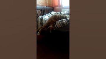 Lazy cat getting up on a Monday morning!! Funny!!