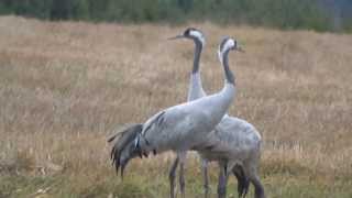 portret rodziny żurawi (Grus grus), Common Crane, Kranich, Серый журавль