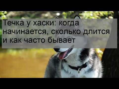 Течка у хаски: когда начинается, сколько длится и как часто бывает