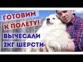 Вычесали 2кг шерсти. Готовим Бильку к полету.