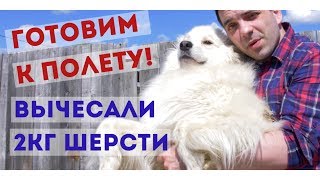 Вычесали 2кг шерсти. Готовим Бильку к полету.