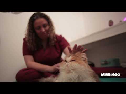 Video: Acupuntura Para Gatos