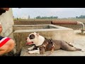 My First Vlog | Rattu fitness | Oscar | pitbull | Dog | American bully