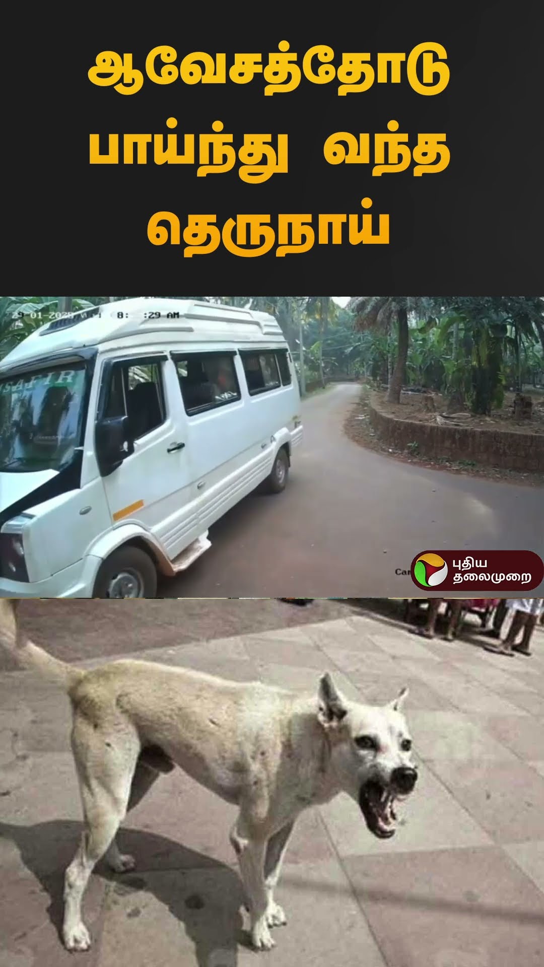 ஆவேசத்தோடு பாய்ந்து வந்த தெருநாய் | #kozhikodu | #kerala | #dog | #cctv | #shorts