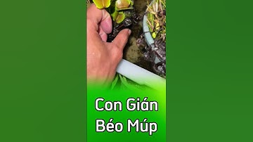 🤮 Cây bẫy kẹp ăn con gián béo múp toàn mỡ 🥵  #câybẫykẹp  #câybắtmồi