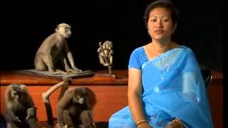 Classification of Order Primates