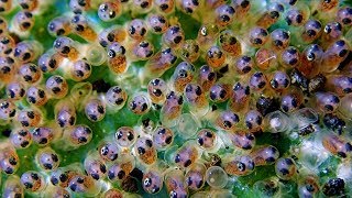 Clown Fish Eggs – Finding Nemo’s Children - Clown Fish Babies.