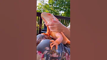 Stunning Crimson Iguana Reptile Iguana Lizard Pet 