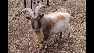 Meet George the smelly buck - A visit to our neighbors little farm.