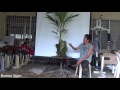 Pre and Post Harvest Methodology of Cocoa Beans - YouTube