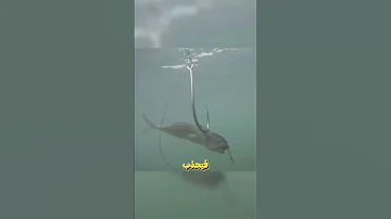 ابتكار ذكي لصيد الأسماك بسهولة Shorts 