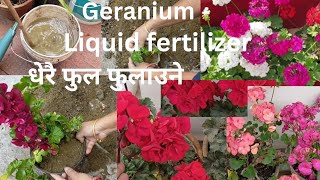 Geranium Flower Plant Care and Geranium Cutting & Propagation Tips in Nepali ..