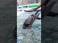 Pigeon bowed to his creator Allah #pigeonlover #pigeonprayer