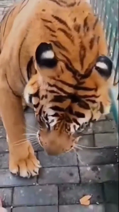 Suara Harimau #harimau #tiger #shorts