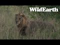 WildEarth - Sunrise  Safari - 27 March 2022