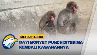 Download Lagu Kisah Haru Punch, Bayi Monyet yang Akhirnya Diterima Kawannya - [Metro Hari Ini] MP3