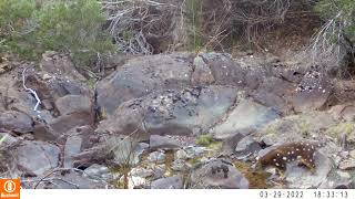 Spotted Tailed Quolls and Devils